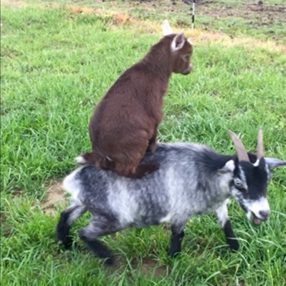 GOAT! 💕🐐 - Picture 9 of 12